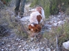 Chien de chasse