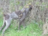 Chien chasse